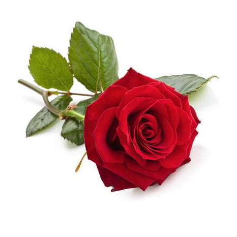 Rose rouge