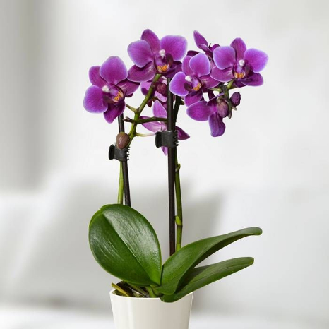 Orchidée mini