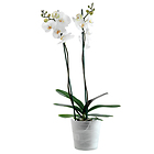 Weiße Orchidee im Blumentopf