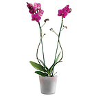 Pink Orchid in an elegant container