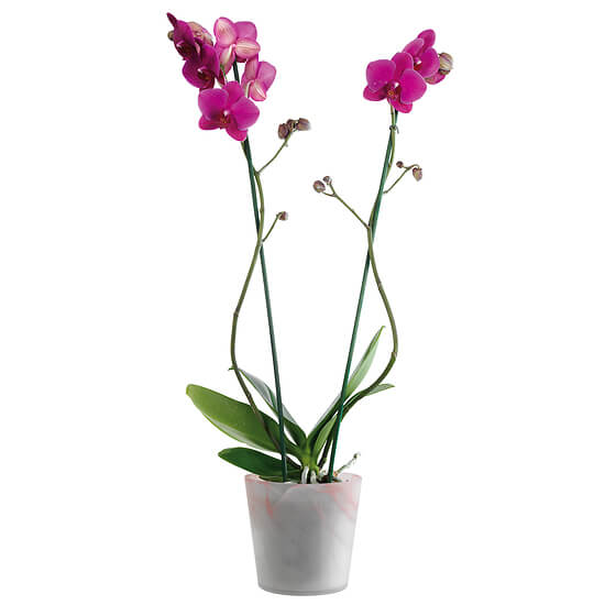 Orchidée rose en pot 