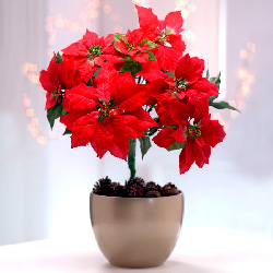 Strauss Weihnachtstern