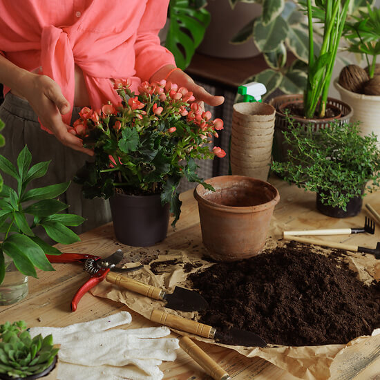 Composition de plantes 