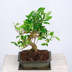 8 year old bonsai