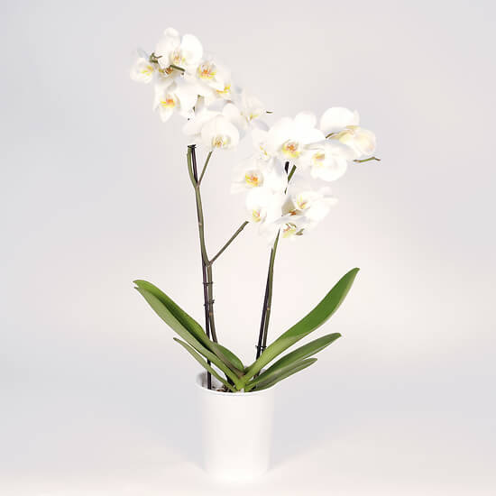 Orchidée blanche 