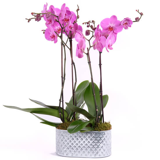 Erhabene rosa Orchideen