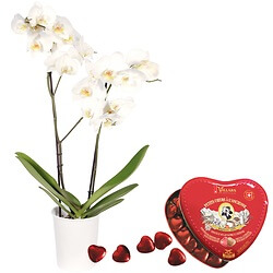 White Orchid 