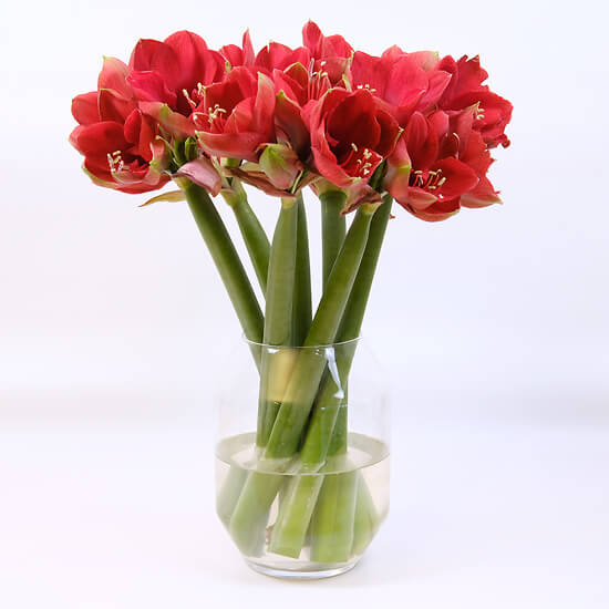 Wie schön ist das Leben !