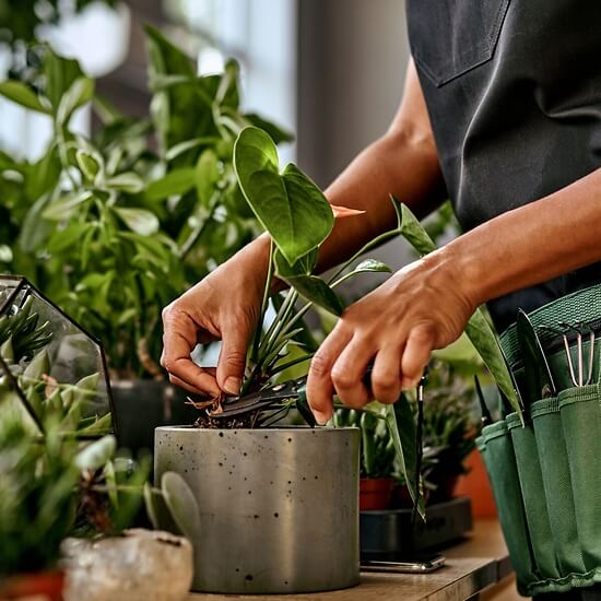 Grünpflanze des Floristen – Blumenlieferung Schweiz