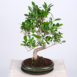 12 year old bonsai