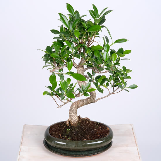 12 Jahre alter Bonsai