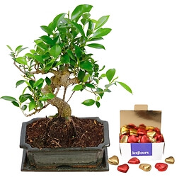 8 year old bonsai