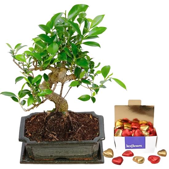 8 Jahre alter Bonsai – Blumen Zürich