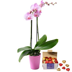 Nachtfalter-Orchidee