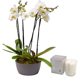 Erhabene Orchideen
