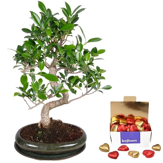 12 Jahre alter Bonsai – Blumenlieferung Schweiz