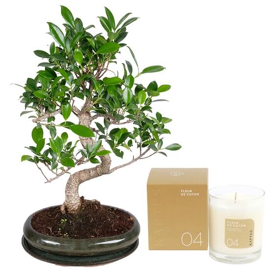 12 Jahre alter Bonsai – Blumen Zürich