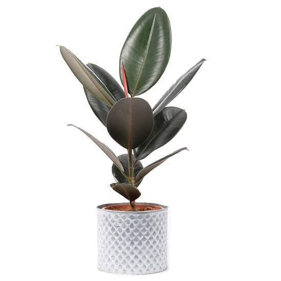 Ficus Elastica