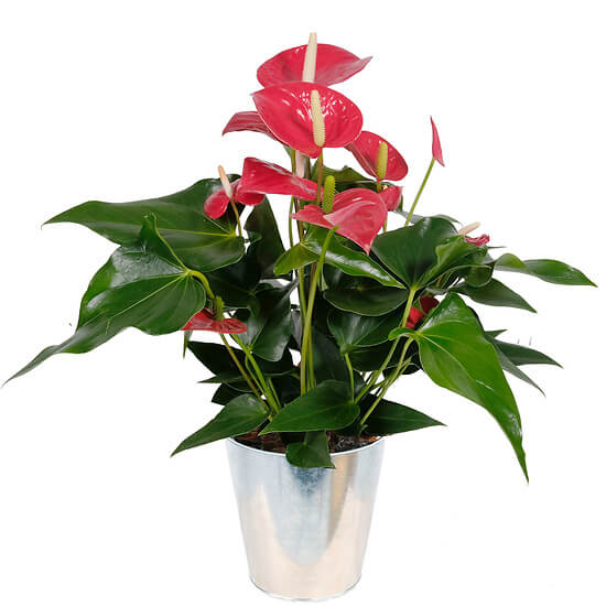 Red Anthurium