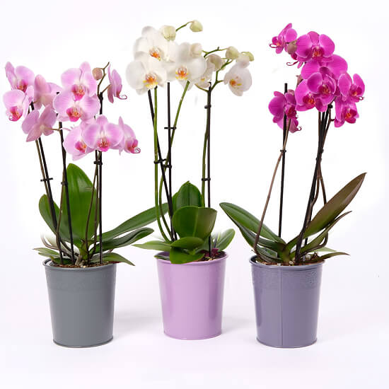 Orchidee Harmonie