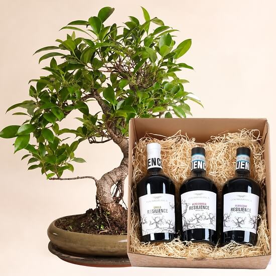 12 Jahre alter Bonsai – Blumenlieferung Schweiz