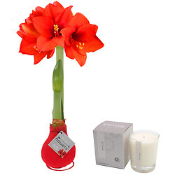 Amaryllis and scented candle