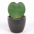 Hoya kerrii