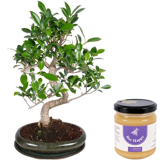 12 Jahre alter Bonsai – Blumenlieferung Schweiz