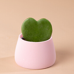 Hoya Kerii