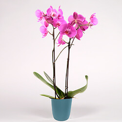 Orchidée 'Papillon'