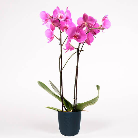 Orchidée 