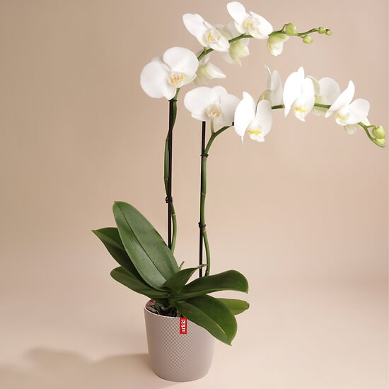 Orchidée blanche 