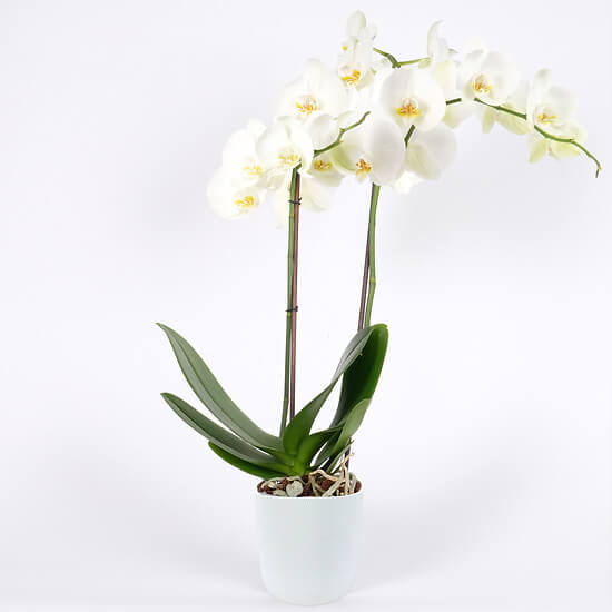 White Orchid 