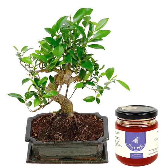 8 Jahre alter Bonsai – Blumenlieferung Schweiz
