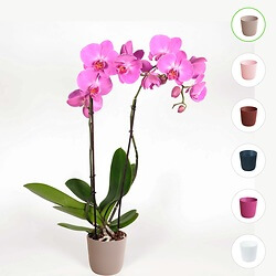 'Butterfly' orchid