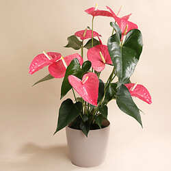 Pink Anthurium