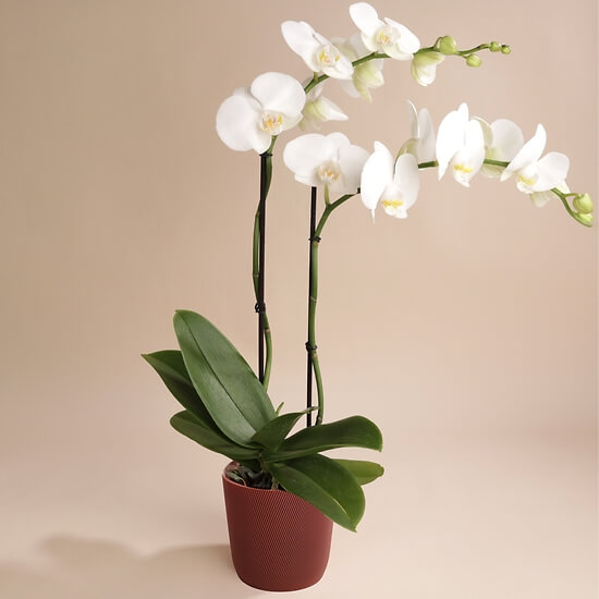 Orchidée blanche 