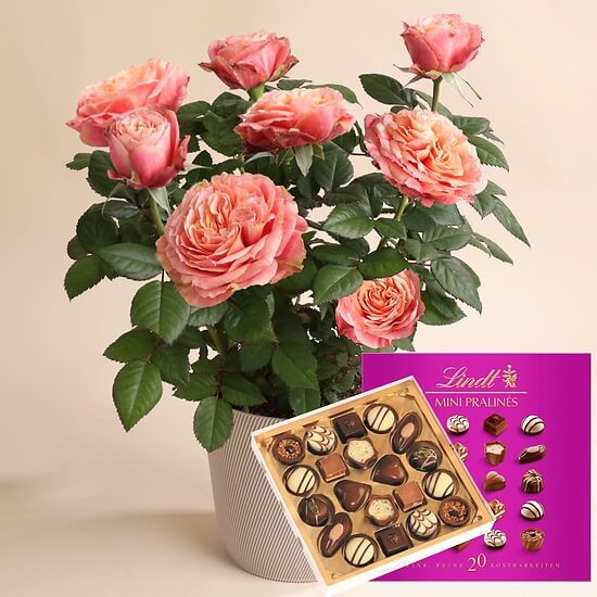 Rosenstrauch – Blumen Zürich