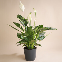 Spathiphyllum