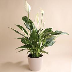Spathiphyllum