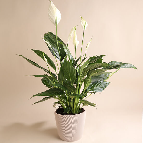 Spathiphyllum