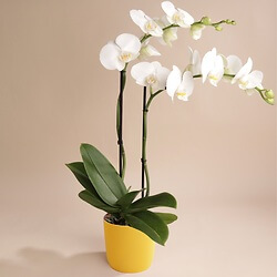 Orchidée blanche 