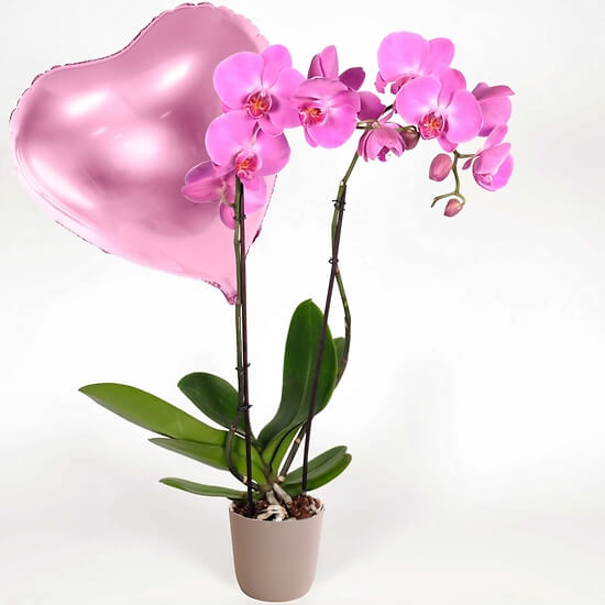 Nachtfalter-Orchidee – Blumenlieferung Schweiz