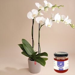 Orchidée blanche 