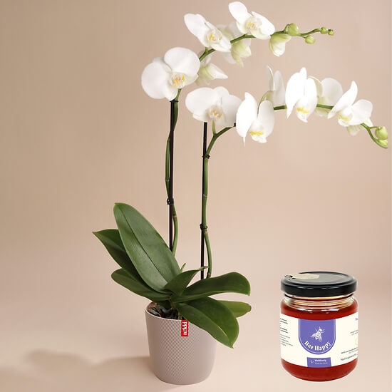 Weiße Orchidee  – Blumenlieferung Schweiz