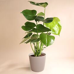 Monstera