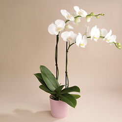 Orchidée blanche 