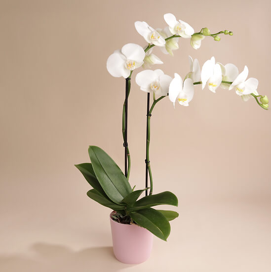 Orchidée blanche 