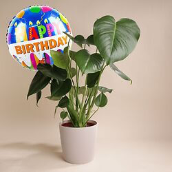 Monstera