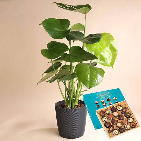 Monstera